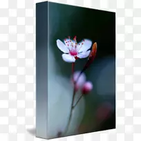 静物摄影桌面壁纸相框-梅花-空若网 静物摄影桌面壁纸相框-梅花-空若网