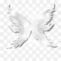 白仙女翅膀-空若网 白仙女翅膀-空若网