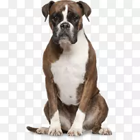 拳击手金毛猎犬犬伯纳德兽医犬-空若网 拳击手金毛猎犬犬伯纳德兽医犬-空若网