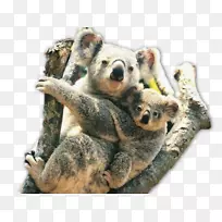 �����Ĵ����Ƕ���԰����Ĵ�����Ұ���������-������