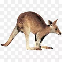 �������ͼ���������-����-������