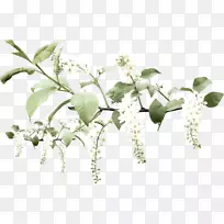 Черёмуха花卉剪贴画-空若网 Черёмуха花卉剪贴画-空若网