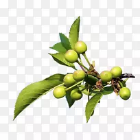 天然食品-空若网 天然食品-空若网