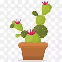 仙人掌科刺仙人掌-空若网 仙人掌科刺仙人掌-空若网