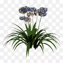 切花风信子-植物-空若网 切花风信子-植物-空若网