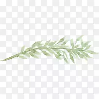 水彩画树胶树叶水彩画集-空若网 水彩画树胶树叶水彩画集-空若网
