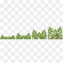 ���ֲ�ﾥҶ��Ʒ����-������