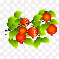 巴巴多斯樱桃石榴-空若网 巴巴多斯樱桃石榴-空若网