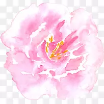 牡丹水彩画蜈蚣玫瑰水彩画牡丹-空若网 牡丹水彩画蜈蚣玫瑰水彩画牡丹-空若网