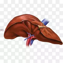 肝病健康食品消化人肝-空若网 肝病健康食品消化人肝-空若网