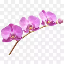 兰花剪贴画-兰花-空若网 兰花剪贴画-兰花-空若网