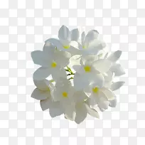 切花白花瓣白花-空若网 切花白花瓣白花-空若网