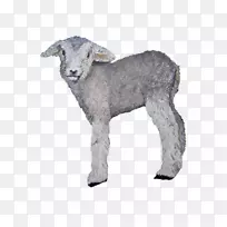 羊,山羊,牛,毛皮,鼻子-小羊羔-空若网 羊,山羊,牛,毛皮,鼻子-小羊羔-空若网