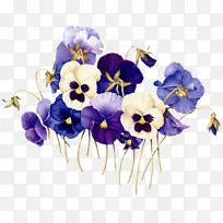 潘西植物学插图植物学花卉艺术-空若网 潘西植物学插图植物学花卉艺术-空若网