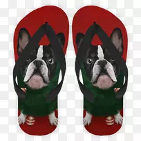 波士顿猎犬繁殖非运动团体鼻子-维克特-空若网 波士顿猎犬繁殖非运动团体鼻子-维克特-空若网