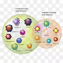 免疫系统T细胞免疫白细胞免疫系统-空若网 免疫系统T细胞免疫白细胞免疫系统-空若网