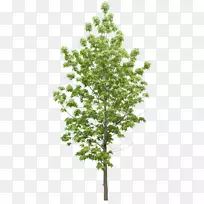 ��ľ����ͼ��-������