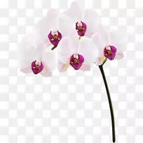 飞蛾兰花剪贴画-兰花-空若网 飞蛾兰花剪贴画-兰花-空若网