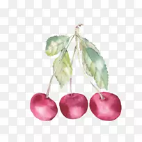 水彩画奥格里斯樱桃插图-樱桃-空若网 水彩画奥格里斯樱桃插图-樱桃-空若网