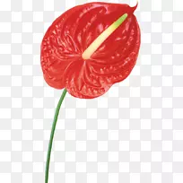 花瓣花,花束,玫瑰-花-空若网 花瓣花,花束,玫瑰-花-空若网