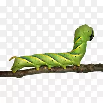 蝴蝶毛毛虫动画-空若网 蝴蝶毛毛虫动画-空若网