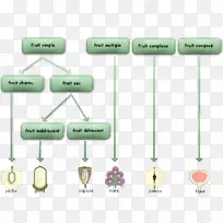 劳力士干果开裂,奥格利斯,劳力士海产居民-水果秒-空若网 劳力士干果开裂,奥格利斯,劳力士海产居民-水果秒-空若网