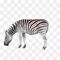 斑颈陆生动物-斑马宝宝-空若网 斑颈陆生动物-斑马宝宝-空若网