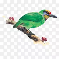 花鸟画水彩画插图-鸟-空若网 花鸟画水彩画插图-鸟-空若网