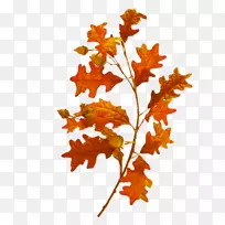 叶玻璃bp博主-yaprak-空若网 叶玻璃bp博主-yaprak-空若网