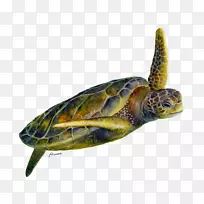 ºÐ¹êË®²Ê»ÒÕÊõº£¹êË®²Ê»-¿ÕÈôÍø ºÐ¹êË®²Ê»ÒÕÊõº£¹êË®²Ê»-¿ÕÈôÍø