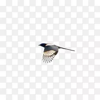 喙羽翼-空若网 喙羽翼-空若网