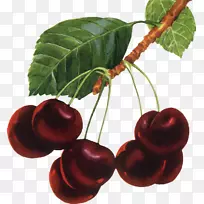 八角浆果樱桃-MF-空若网 八角浆果樱桃-MF-空若网