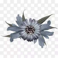 开花植物-植物-空若网 开花植物-植物-空若网