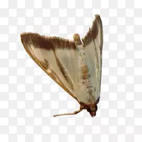 有翅膀的蝴蝶蛾类动物-动物-空若网 有翅膀的蝴蝶蛾类动物-动物-空若网