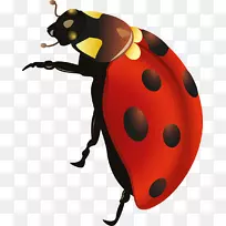 ����Ů�������-����-������