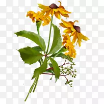 ֲ�ﾥ������ֲ��ݱ�ֲ�Ұ��ֲ��-������