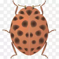 七点瓢虫昆虫艺术-空若网 七点瓢虫昆虫艺术-空若网