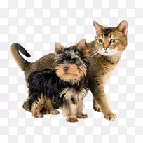 猫食狗饲料兽医-钱-空若网 猫食狗饲料兽医-钱-空若网