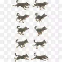 阿根廷多戈边境牧羊犬指针狗公园动画-狗跑-空若网 阿根廷多戈边境牧羊犬指针狗公园动画-狗跑-空若网