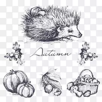 刺猬素描-绘制刺猬-空若网 刺猬素描-绘制刺猬-空若网