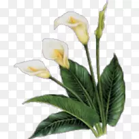 描述摄影-空若网 描述摄影-空若网