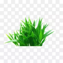 植物花盆-草-空若网 植物花盆-草-空若网