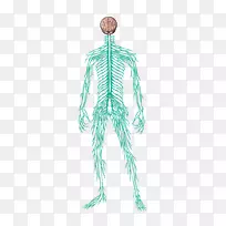 神经系统人体肌肉神经智人-人肌肉-空若网 神经系统人体肌肉神经智人-人肌肉-空若网