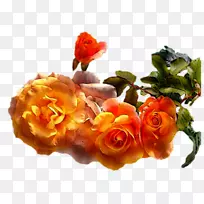 花园玫瑰,受欢迎的开花植物切花摄影.手提箱年份-空若网 花园玫瑰,受欢迎的开花植物切花摄影.手提箱年份-空若网