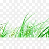 下载google图片-GRASS-空若网 下载google图片-GRASS-空若网