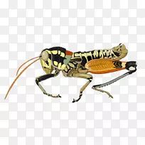 水生昆虫星河蝗虫飞鹤-空若网 水生昆虫星河蝗虫飞鹤-空若网