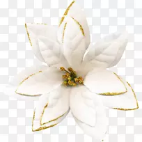 开花植物-蔷薇-空若网 开花植物-蔷薇-空若网