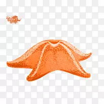 海星海洋博客下午问候-Estrela do mar-空若网 海星海洋博客下午问候-Estrela do mar-空若网