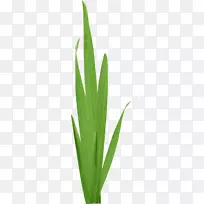 Ò¶ÏÂÔØ¿¨Í¨Ö²Îï¾¥Â̲Ý-¿ÕÈôÍø Ò¶ÏÂÔØ¿¨Í¨Ö²Îï¾¥Â̲Ý-¿ÕÈôÍø