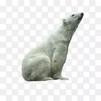 北极熊毛皮陆生动物鼻子-帕梅拉-空若网 北极熊毛皮陆生动物鼻子-帕梅拉-空若网